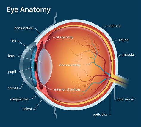 Human Eye Anatomy Parts Of The Eye Explained Eye Anatomy Basic