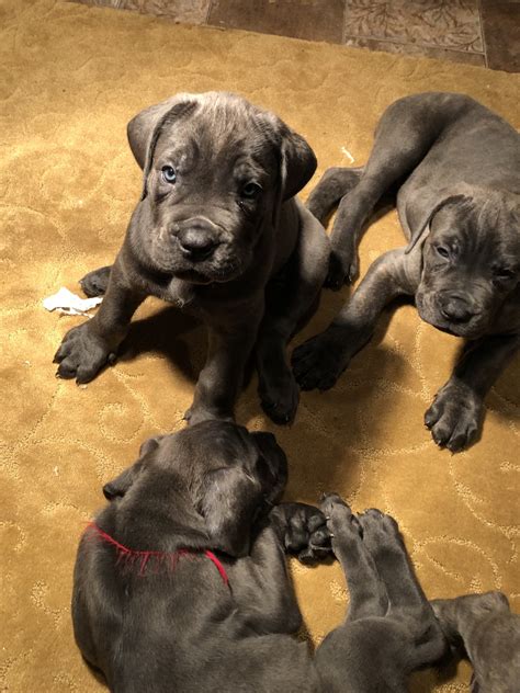 Both parents are pure breed, brindle and can be seen. Cane Corso Puppies For Sale | Long Island, NY #286516