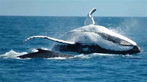 Whale Watching In South Africa Connoisseurs
