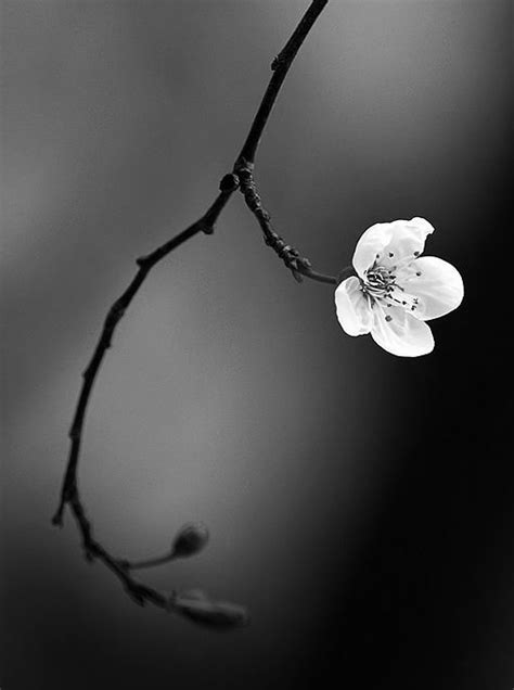 Image result for cherry blossom black and white | Белая фотография