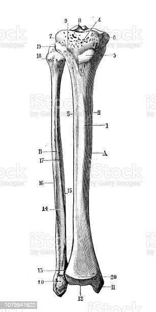 Antique Illustration Of Human Body Anatomy Bones Tibia And Fibula Stock
