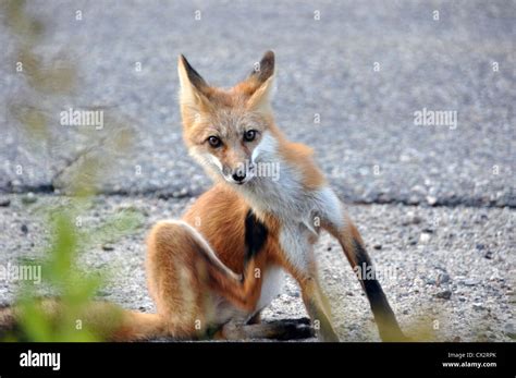 Wild Red Fox Stock Photo Alamy