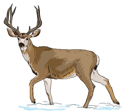 Download High Quality Deer Clip Art Realistic Transparent Png Images