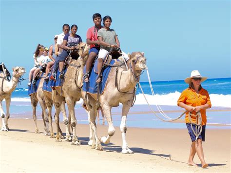 Lakes Entrance Beach Camel Rides Tour Gippsland Victoria Australia