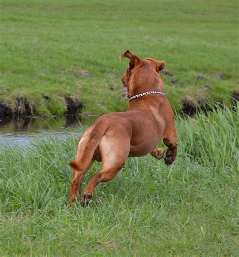 Running Dog 4 Free Stock Photo Public Domain Pictures