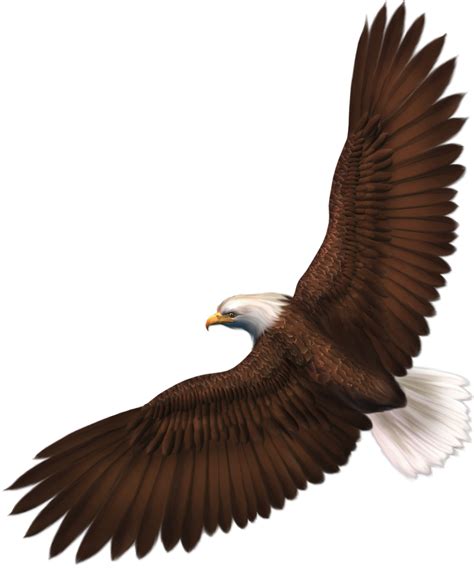 Bald Eagle Bird Eagle Png Download 1024724 Free Transparent Bald
