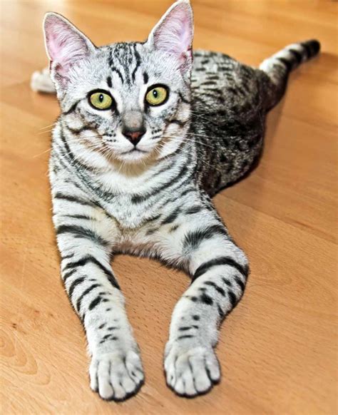 Egyptian Mau Personality What Are Their Kitty Temperament Traits