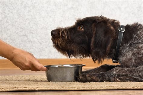 Think about it — what gets you going? Dog Food Types & Cost Comparison - Nom Nom
