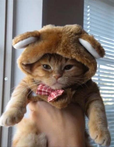 Kittens Wearing Funny Hats Song Cute Cats In Hats