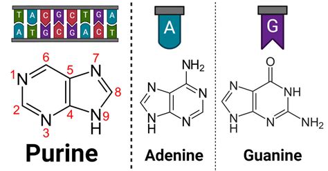 Purine Structure Types Derivatives Modification Effects