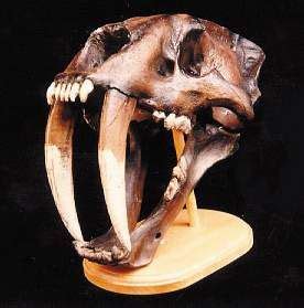And this skull belongs to homotherium , a relative to smilodon , but with smaller canines. Saber Tooth Cat Skull | Tiger skull, Cat skull, Animal skulls