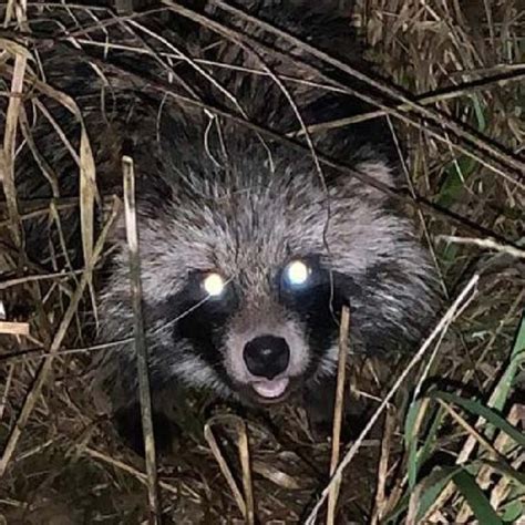 The First Confirmed Record Of The Raccoon Dog Nyctereutes Procyonoides