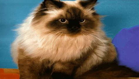 Himalayan Cat Breed Information Prices Characteristics And Facts