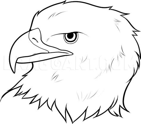 How To Draw An Eagle Head Step By Step