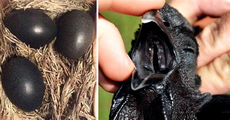 Farmer Finds Mysterious Black Eggs Now Watch Them Hatch And See What