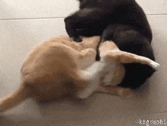 Check spelling or type a new query. Hit you, Hit you. | Cat fight gif, Funny animals, Funny cat videos