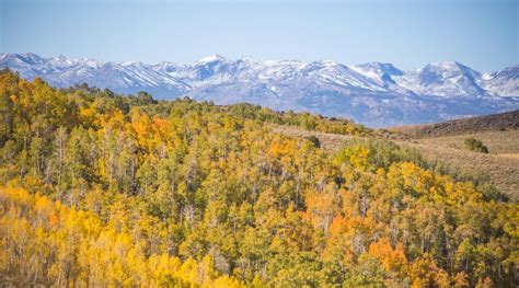 The applicant may request confidentiality if so desired. Fall Colors in Mono County - Mono County Tourism and Film ...