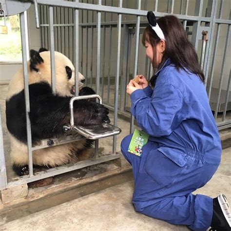 Panda Volunteer Tour For A Day