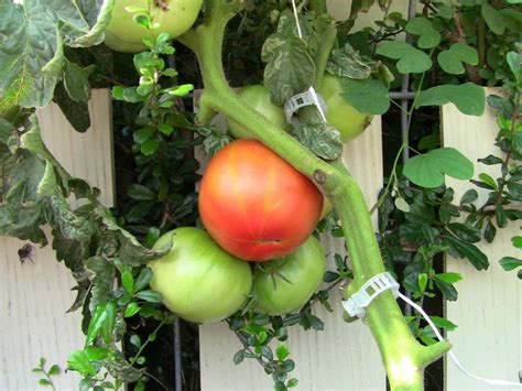 Greenhouse tomatoes need a process of lowering as the plant grows, so as to permit the plant to continue its growth for the duration of time within the same space. Dutch Bucket Tomatoes vs Aquaponic Tomatoes | Basil Farms ...