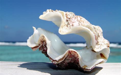 Sea Shell Wallpapers Wallpaper Cave