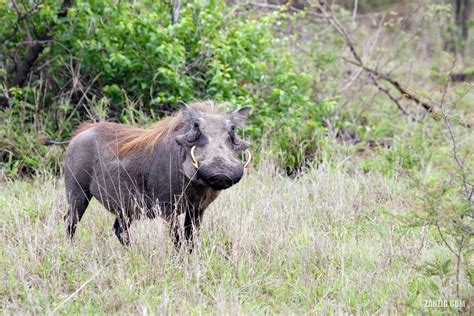 Warthog Kruger National Park South Africa Photo Hub