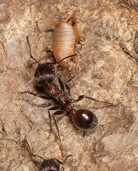 Ant Cricket Myrmecophilus Oregonensis Bugguidenet