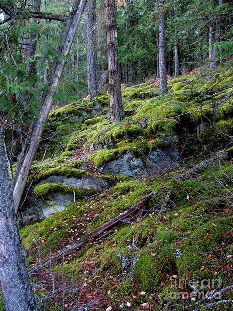 Mossy Woods Photograph By Leone Lund Fine Art America