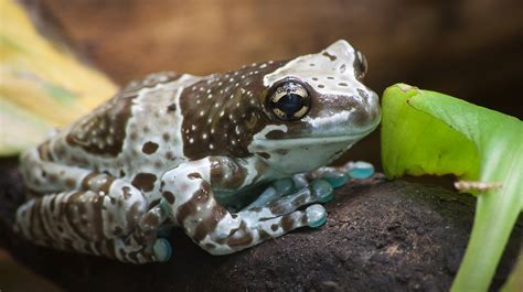 Zanimljive činjenice Amazonska mlečna žaba