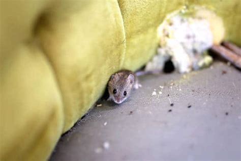 How To Clean Mouse Droppings In 4 Steps Hama Pest Control