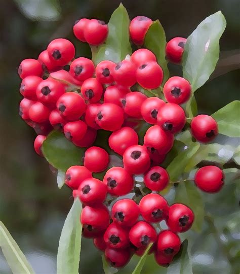 Filealtered Red Berries 4026495959 Wikimedia Commons