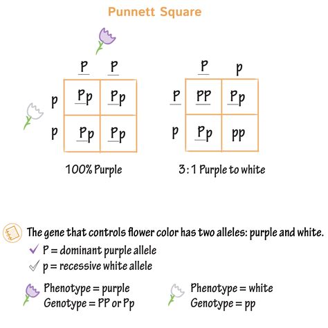 Genotype Punnett Square