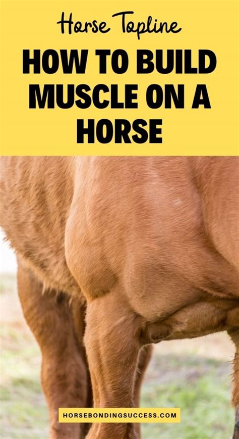 Horse Topline How To Build Muscle On A Horse Horse Bonding Success