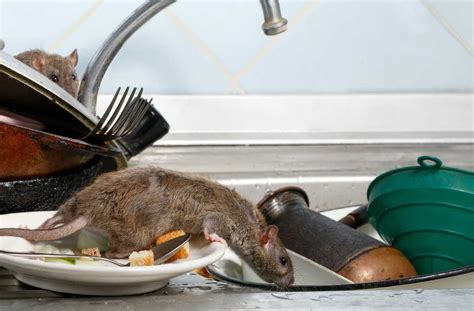 Stay Safe From Rodent Infestations By Taking Precautions And Getting