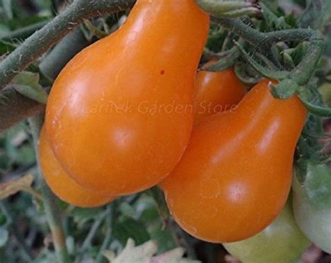 Seeds Market Rare Super Sweet Orange Pear Tomato Seeds