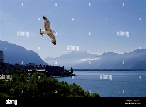 Lake Geneva Montreux Canton Vaud Switzerland Stock Photo Alamy