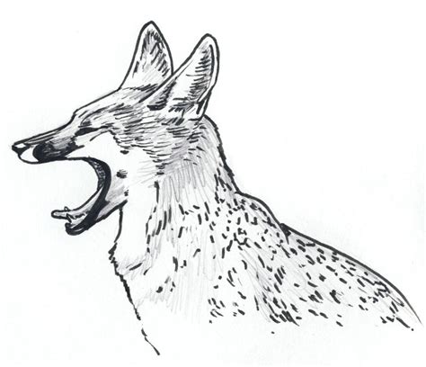 Gray Fox Yawn By Silvercrossfox On Deviantart