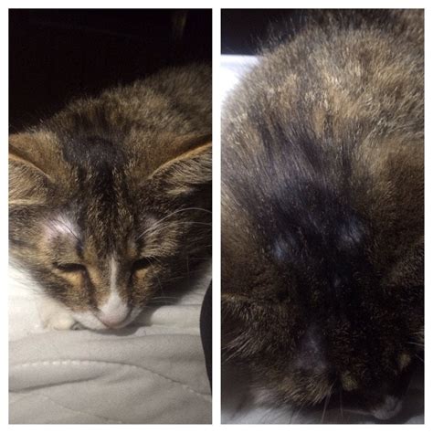 My Cat Recently Started Losing Hair On Her Head And Neck I See No