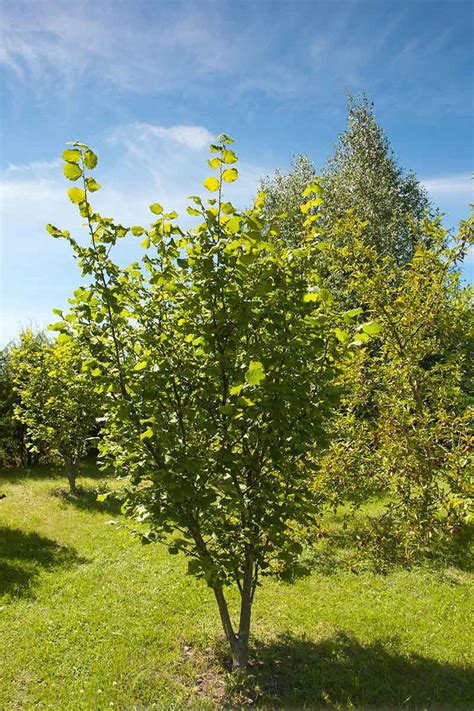 How To Grow Hazelnut Trees Gardeners Path