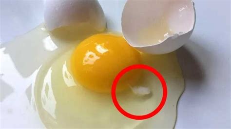 What Is The White Spot On Egg Yolks You Asked It Granny Tricks