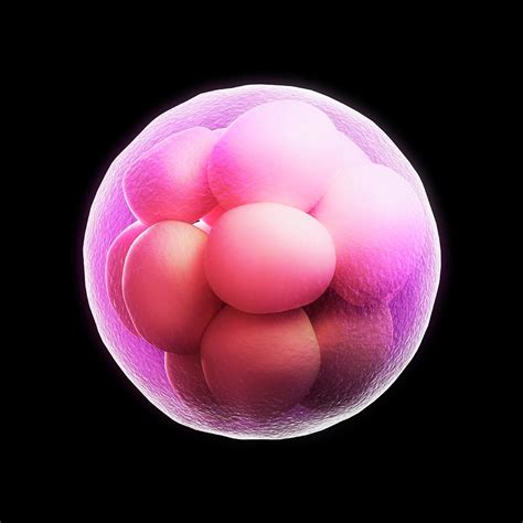 Morula Embryo Photograph By Scieproscience Photo Library Fine Art