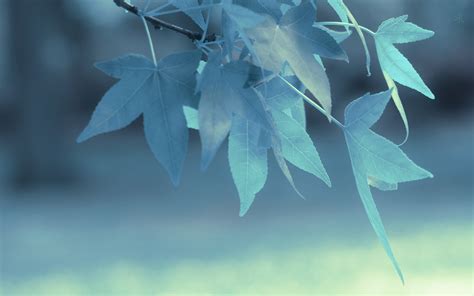 Autumn Wallpaper Blue