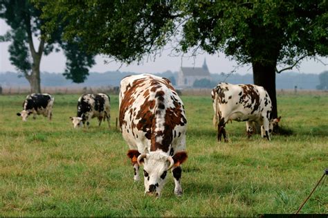 Troupeau laitier français : la fertilité s'améliore