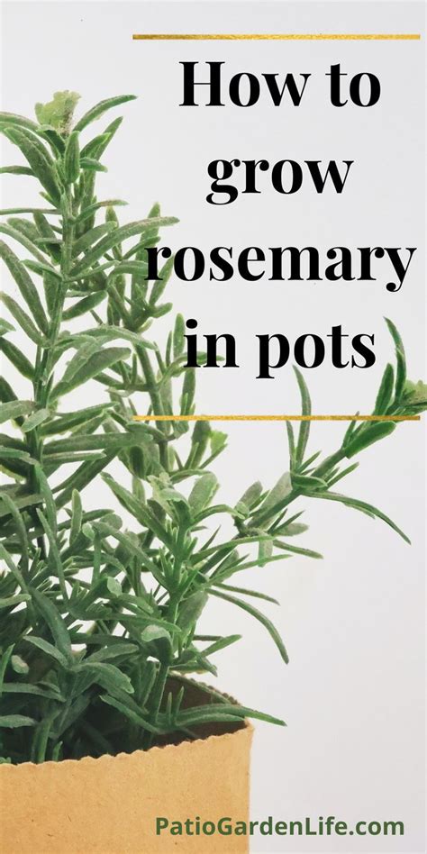 Growing Rosemary In Pots Growing Rosemary Rosemary Plant Rosemary