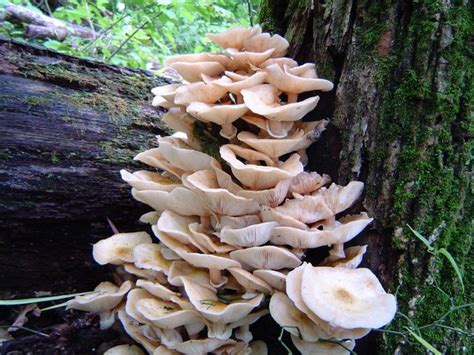 Indiana Mushrooms Edible