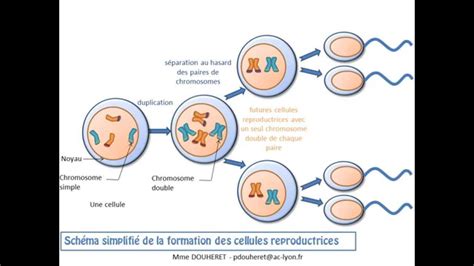 Transmission de linformation génétique par la reproduction sexuée
