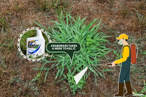 Does Roundup Kill Crabgrass And Crabgrass Seeds