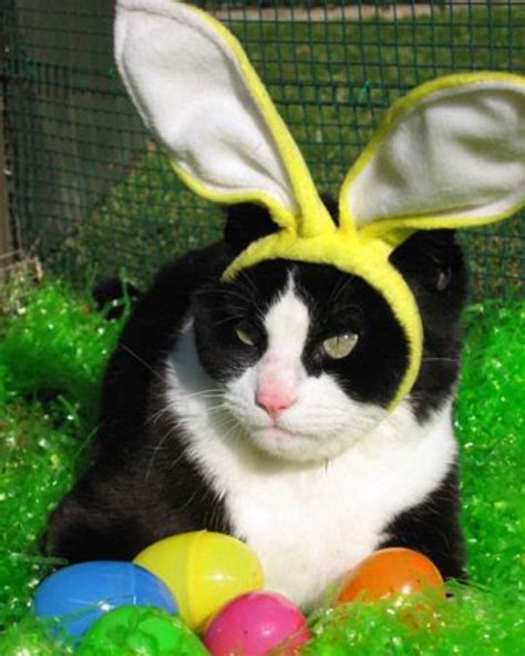 Pin By June Hage Ries On Easter Spring Summer Cats Easter Cats Easter Pets Cute Cats