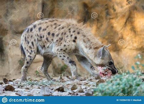 Spotted Hyena Stock Photo Image Of National Large 152564152
