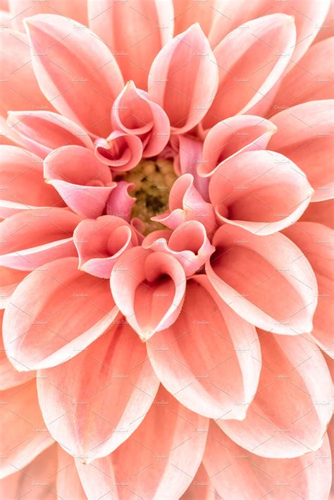 Close Up Of Dahlia Flower Nature Stock Photos ~ Creative Market