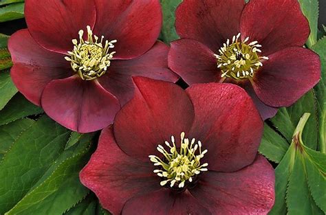 Top 10 Flowers To Color The Winter Garden